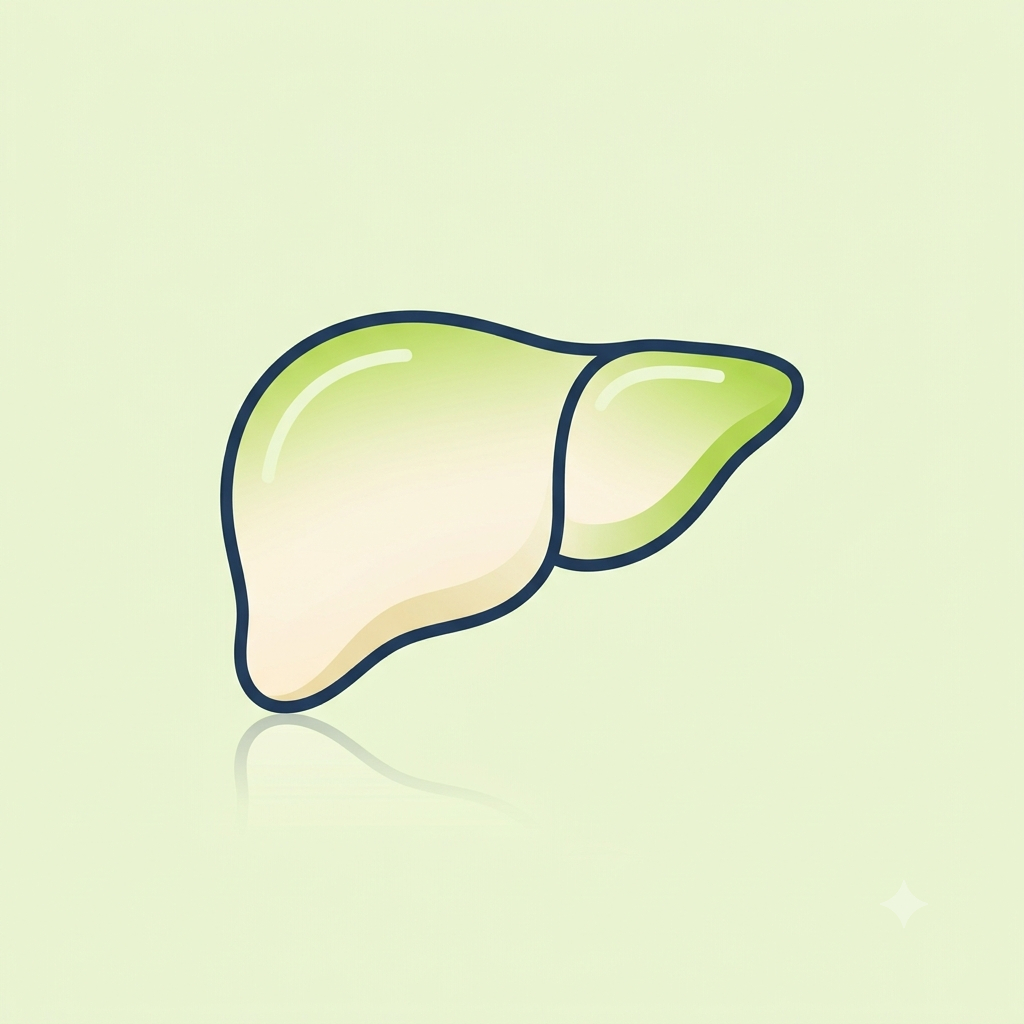 Liver